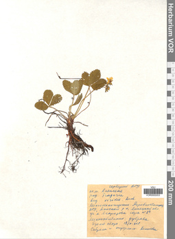 VOR 0005053