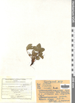 VOR 0005057