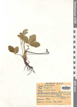 VOR 0005058