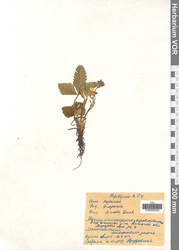 VOR 0005059