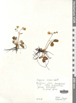 VOR 0005062
