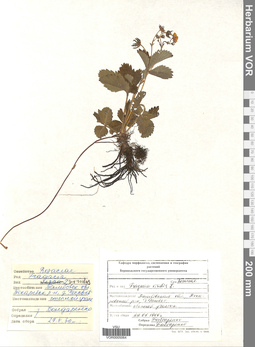 VOR 0005064