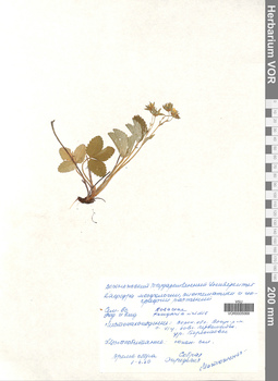 VOR 0005068