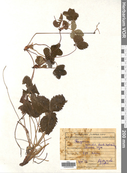 VOR 0005069