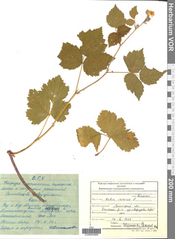VOR 0004969