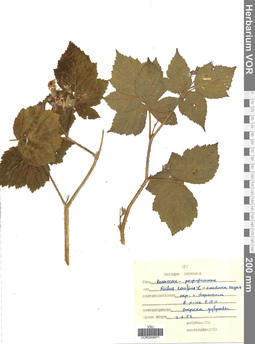 VOR 0004971