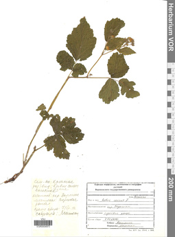 VOR 0004973