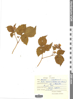 VOR 0004974