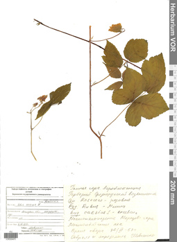 VOR 0004975