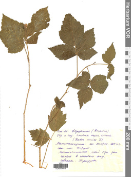 VOR 0004976