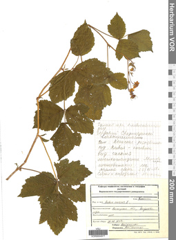 VOR 0004977