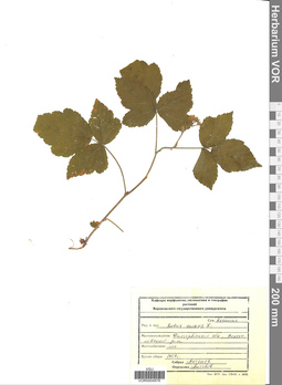 VOR 0004978