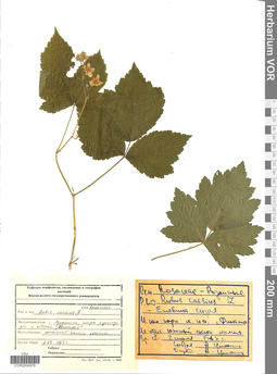 VOR 0004979