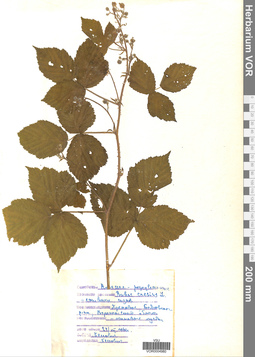 VOR 0004980