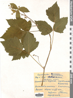 VOR 0004981