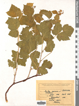 VOR 0004982
