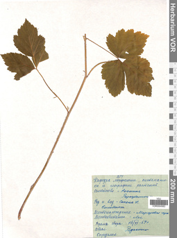VOR 0004983
