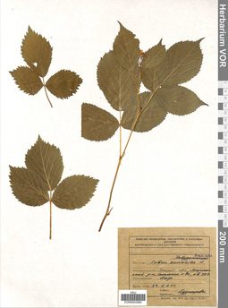 VOR 0004984