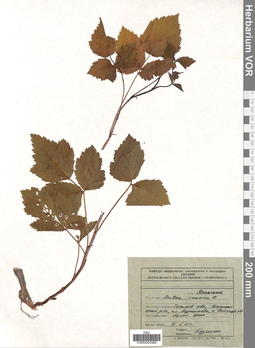 VOR 0004985