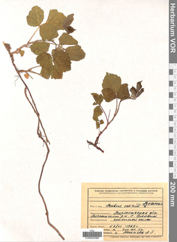 VOR 0004986