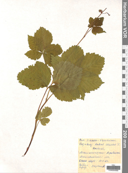 VOR 0004988