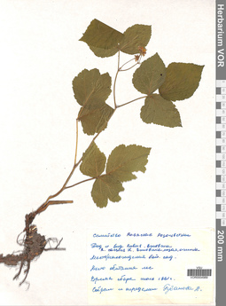 VOR 0004989
