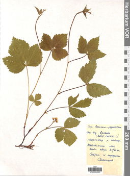 VOR 0004990