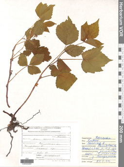 VOR 0004991