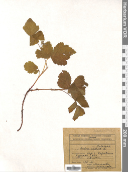 VOR 0004992