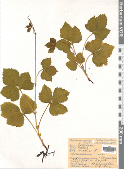 VOR 0004993
