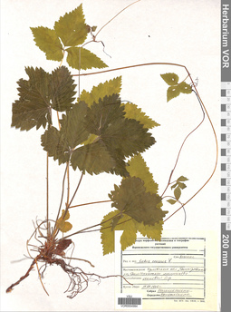 VOR 0004994