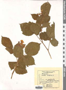 VOR 0004995