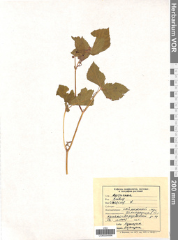 VOR 0004996