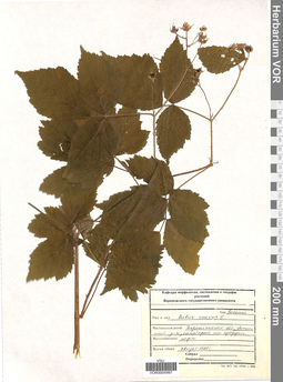 VOR 0004997