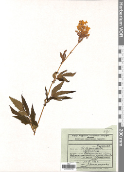 VOR 0005766