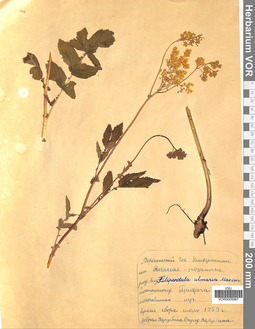 VOR 0005997