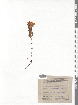 VOR 0039559