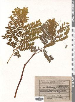 VOR 0008975