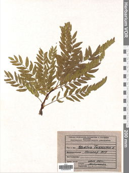 VOR 0008978