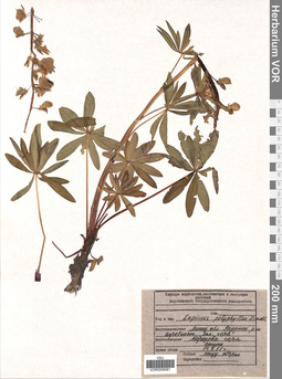 VOR 0008981