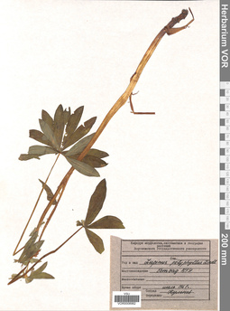 VOR 0008982