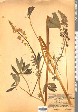 VOR 0008983