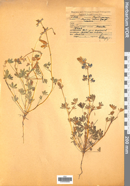 VOR 0008984