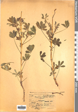 VOR 0008985