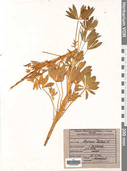VOR 0008986