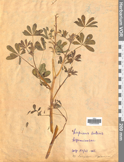 VOR 0008988