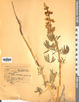 VOR 0039557