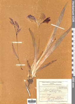 VOR 0025777