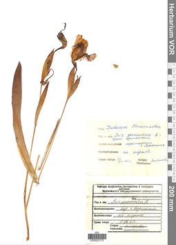 VOR 0025778