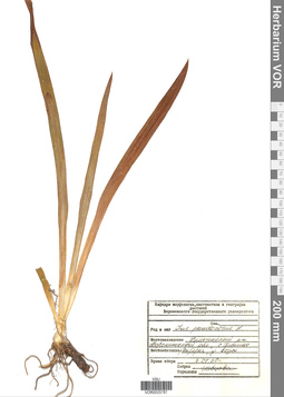 VOR 0025787